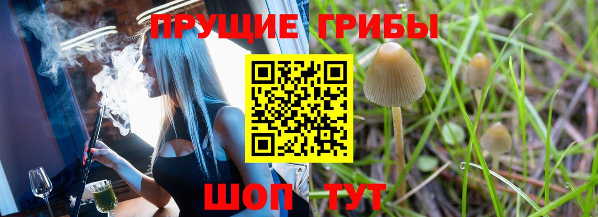Псилоцибиновые грибы Psilocybe Таганрог